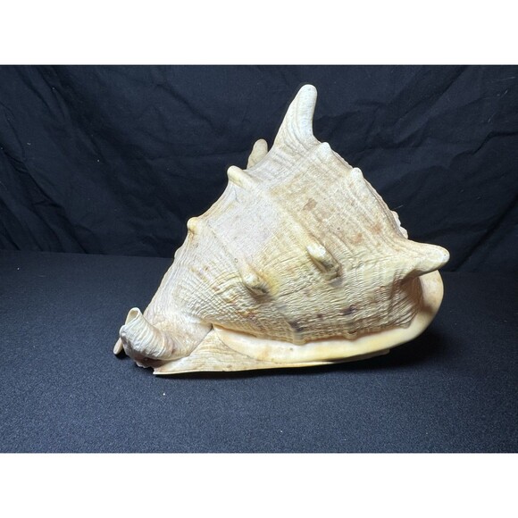 Queen Helmet Conch Sea Shell Cassis Cornuta 9" Nautical Coastal Decor 2.1 lbs - Picture 5 of 12